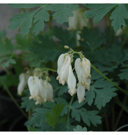 Dicentra Formosa (Pacific Bleeding Heart) - Luxuriant