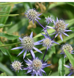 Eryngium Alpinum (Sea Holly) - Blue Star