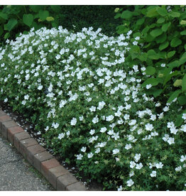 Geranium Sanguineum - Alburn White