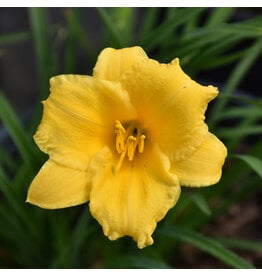 Hemerocallis (Daylily) - Stella D'Oro