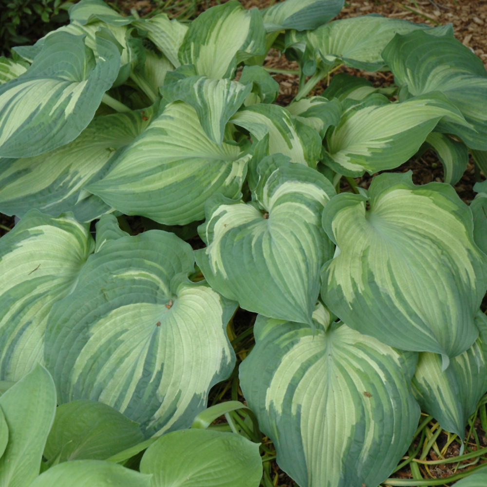 Hosta (Plantain Lily) - Guardian Angel