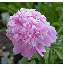 Paeonia Lactiflora (Garden Peony) - Sarah Bernhardt