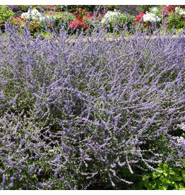 Perovskia Atriplicifolia (Russian Sage) - Crazy Blue