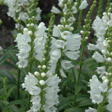 Physostegia Virginiana (Obedient) - Miss Manners