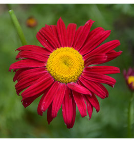 Tanacetum (Painted Daisy) - Robinson's Red