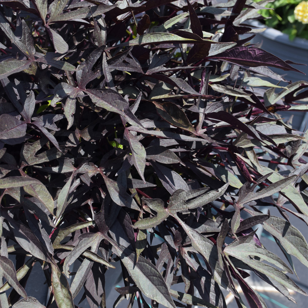 Ipomoea Sweet Potato Vine - Illusion Midnight Lace