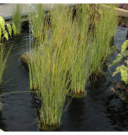 Grass Ornamental - Juncus Javelin