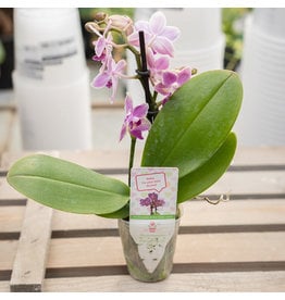 Mini Orchid  Asst - 2.5"