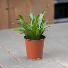 Dracaena Asst - 3.5"