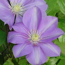 Clematis - Will Barron - #1 - NO WARRANTY