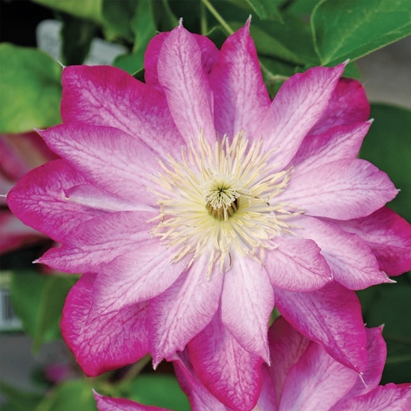 Clematis - Asao - #1 - NO WARRANTY