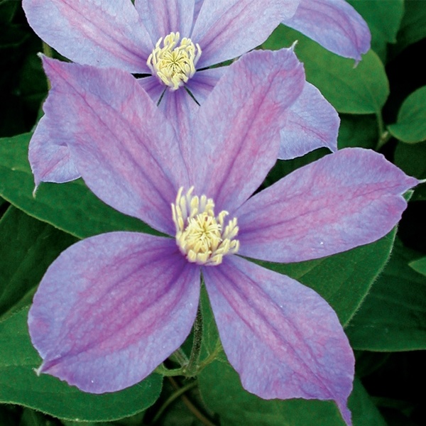 Clematis - Arabella - #1 - NO WARRANTY