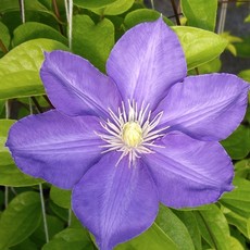Clematis - H. F. Young - #1 - NO WARRANTY
