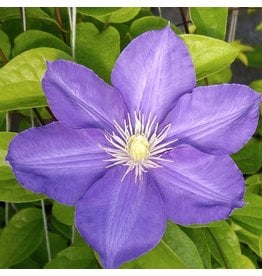 Clematis - H. F. Young - #1 - NO WARRANTY