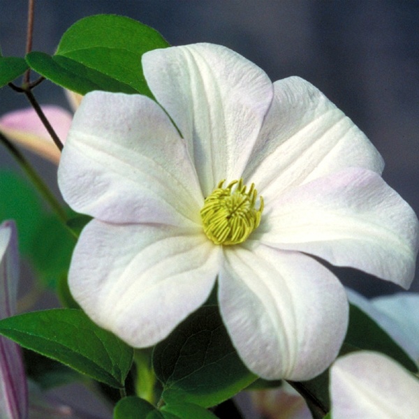 Clematis - Huldine - White - #1-NO WARRANTY