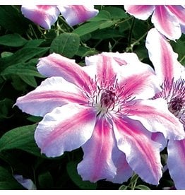 Clematis Nelly Moser - #1 - NO WARRANTY