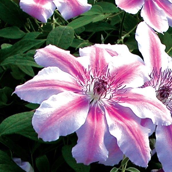 Clematis Nelly Moser - #1 - NO WARRANTY