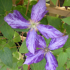 Clematis - Tye Dye Select - #1 - NO WARRANTY