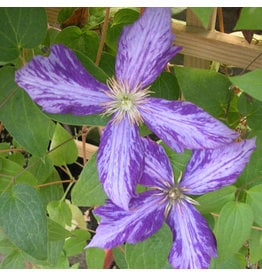 Clematis - Tie Dye Select - #1 - NO WARRANTY