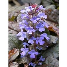 Ajuga (Bugleweed) - Mahogany