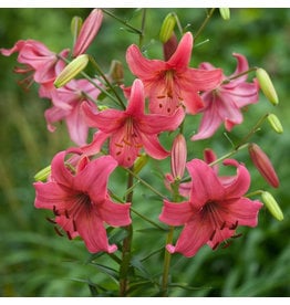 Lilium Asiatic - Tiger Lily - Pink Flight