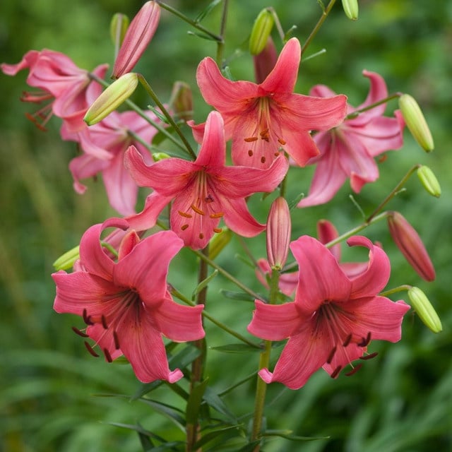 Lilium Asiatic - Tiger Lily - Pink Flight