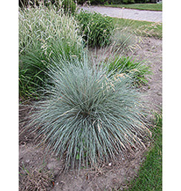 Perennial Ornamental Grass - Helictotrichon Blue Oat Grass