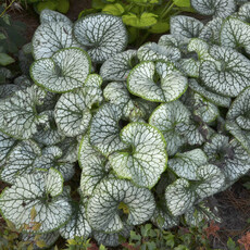 Brunnera (Siberian Bugloss) - Jack Frost