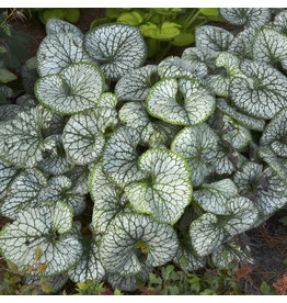 Brunnera (Siberian Bugloss) - Jack Frost