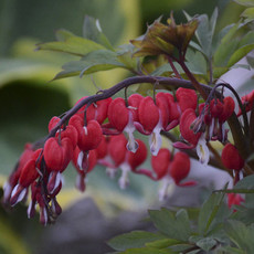 Dicentra Spectabilis - Valentine