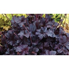 Heuchera - Coral Bells Obsidian - #1