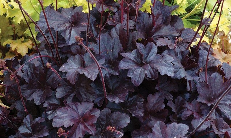 Heuchera - Coral Bells Obsidian - #1