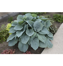 Hosta (Plantain Lily) - Blueberry Muffin