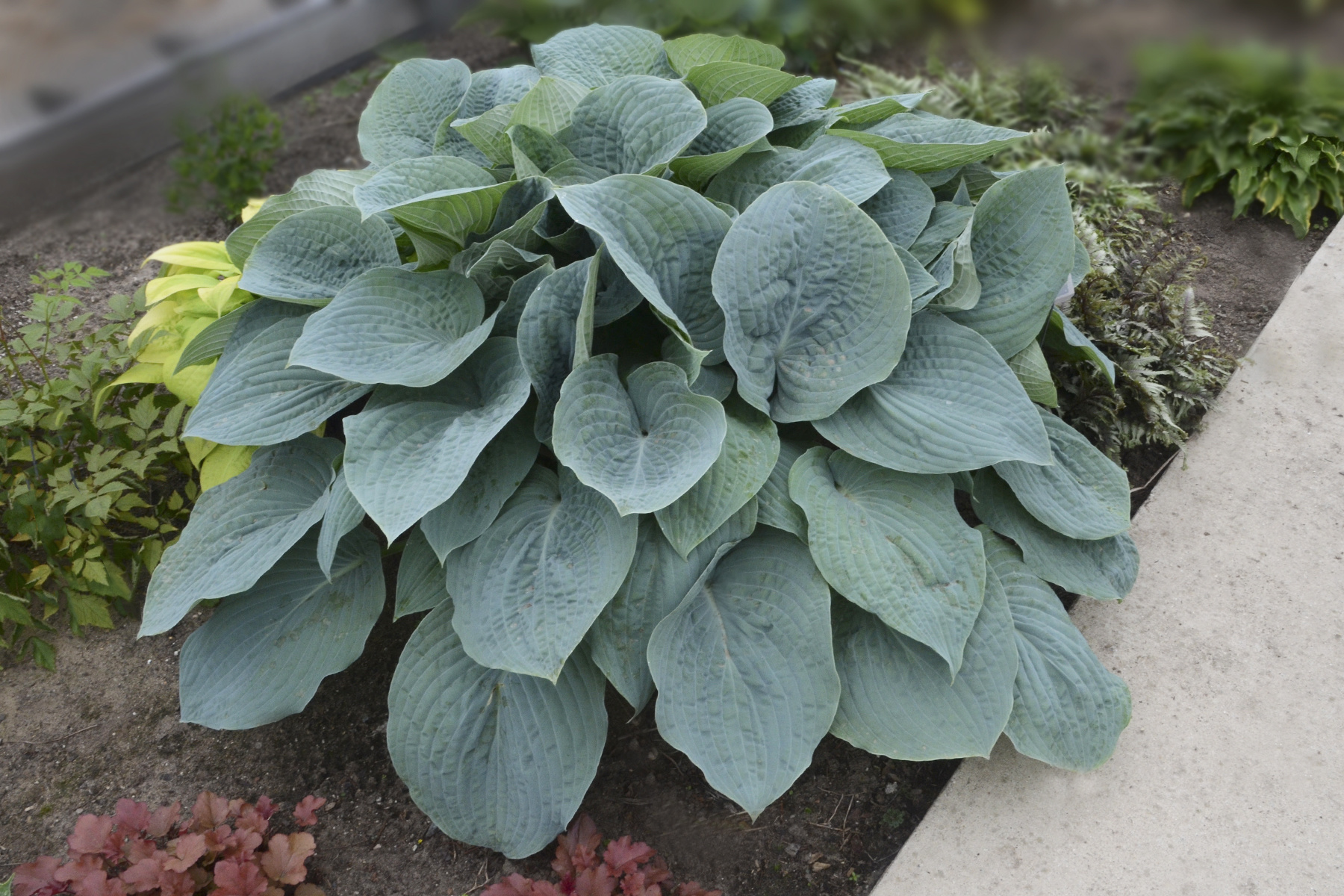 Hosta (Plantain Lily) - Blueberry Muffin