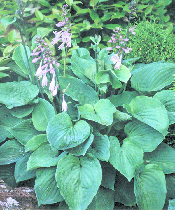 Hosta (Plantain Lily) - Elegans