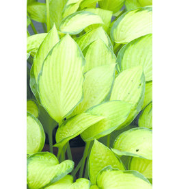 Hosta (Plantain Lily) - Gold Standard