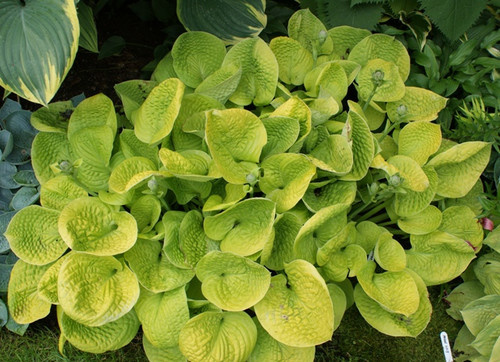 Hosta (Plantain Lily) - Maui Buttercups