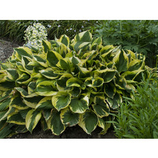 Hosta (Plantain Lily) - Twilight