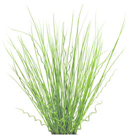 Grass Ornamental - Juncus Fuseables Twisted Arrows