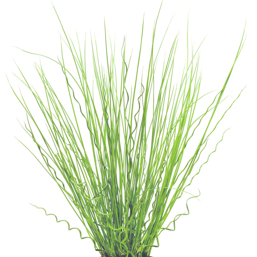 Grass Ornamental - Juncus Fuseables Twisted Arrows
