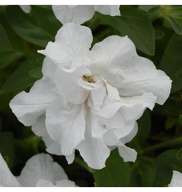 Petunia - Vogue White (Double)
