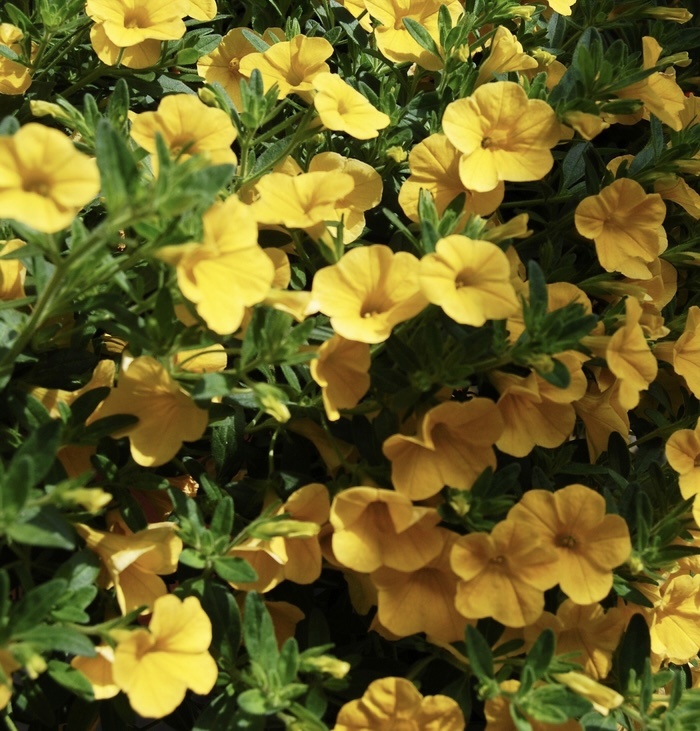 Calibrachoa - Aloha Canary Yellow