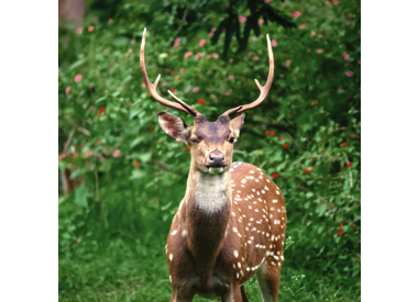 Deer Resistant Trees