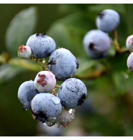 Blueberry - Polaris - #1 - NO WARRANTY