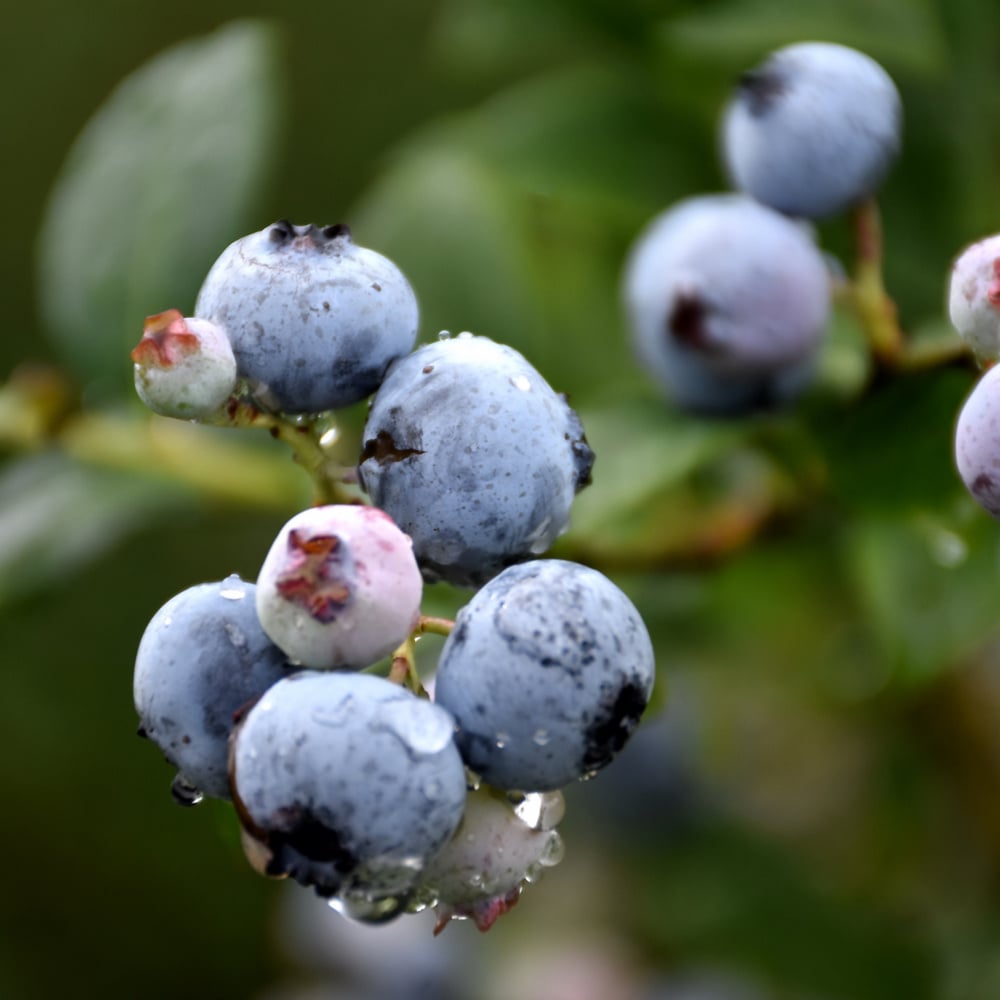 Blueberry - Polaris - #1 - NO WARRANTY