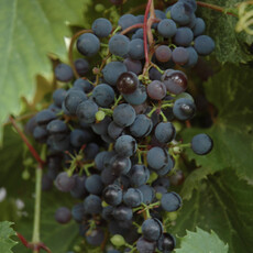 Grape - Frontenac Noir - #1 - NO WARRANTY