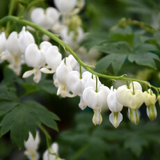 Dicentra Spectabilis (Bleeding Heart) - Alba