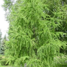 Larch - Siberian  - #5