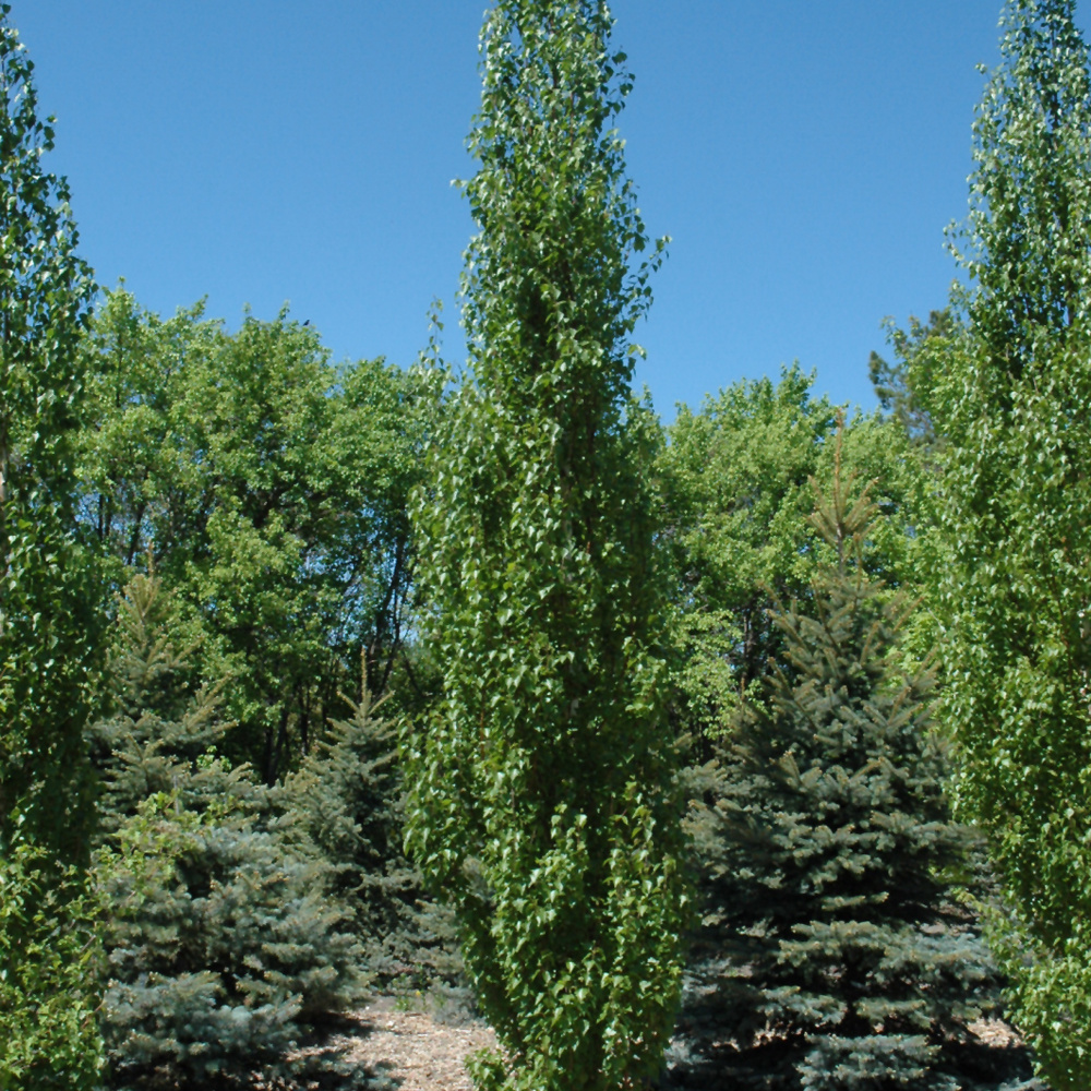Birch - Parkland Pillar - #5