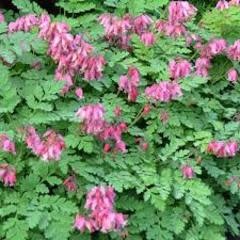 Dicentra Formosa (Pacific Bleeding Heart) - Luxuriant